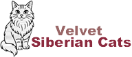 Velvet Siberian Cats